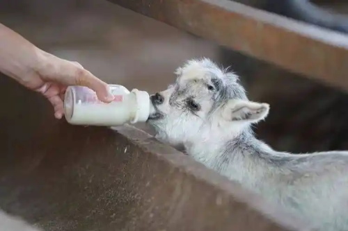 Veterinary Ultrasound Pregnancy Imaging Predicting Fetal Viability Livestock(图1)