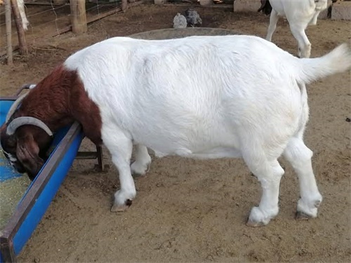 Veterinary Ultrasound Pregnancy Imaging Predicting Fetal Viability Livestock(图2)