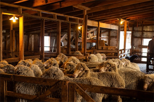 Veterinary Ultrasound Pregnancy Imaging Predicting Fetal Viability Livestock(图3)