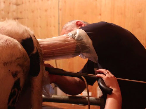 Veterinary Ultrasound Pregnancy Screening Improving Breeding Decision Accuracy(图1)