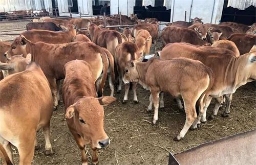 Real-Time Monitoring of Uterine Health with Animal Ultrasound Scanner in Dairy Cows(图5)