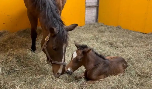 Assessing Fullterm Foal Development Using Late Gestation Ultrasound Measurements(图1)