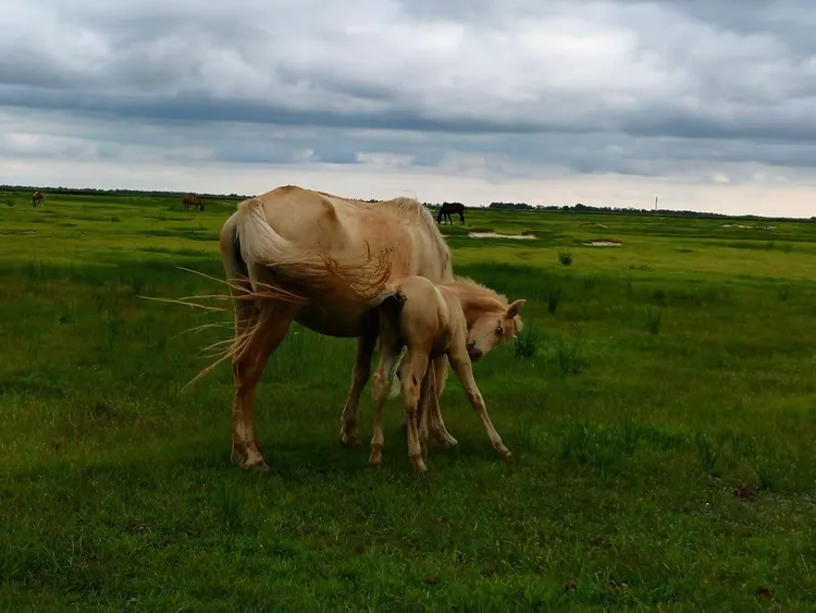 Assessing Fullterm Foal Development Using Late Gestation Ultrasound Measurements(图2)
