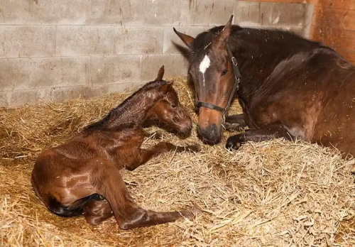 Fullterm Foal Cardiac Health Evaluation by Prenatal Ultrasound Imaging(图1)