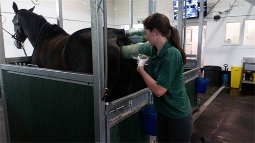 Fullterm Foal Cardiac Health Evaluation by Prenatal Ultrasound Imaging(图2)