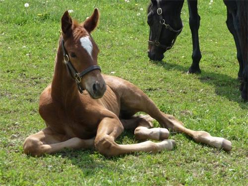 Nutritional Management Strategies for Pregnant Horses in Late Pregnancy(图1)