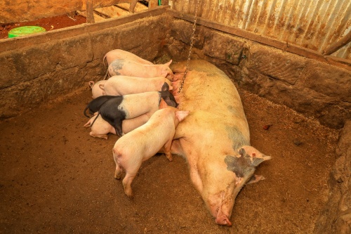 Diagnostic Value of Portable Ultrasound in Detecting Swine Uterine Infections Post-Partum(图2)