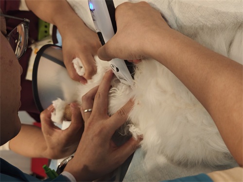 Why Ultrasound Are a Game-Changer for Vet Clinics(图1)
