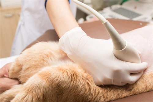 Why Ultrasound Are a Game-Changer for Vet Clinics(图2)