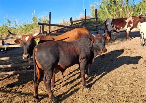 Effective Use of Ultrasound Equipment on Modern Farms: Enhancing Livestock Health and Productivity(图2)
