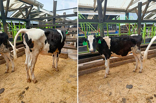 Portable Ultrasound Detects Cow Ovarian Cysts across Dairy Farms(图1)