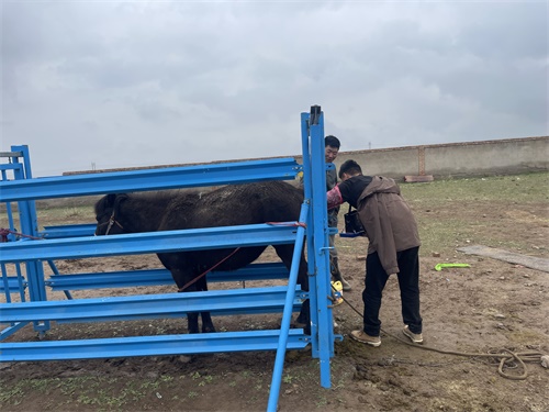 How Farms Use Horse Ultrasound to Detect Tendon Injuries Early(图1)