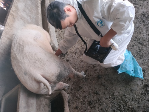 Which Animals Work Well for Abdominal Ultrasound in Veterinary Use(图1)