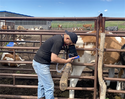 Pregnancy Check Cattle: Chatting About How We Do It on Our Ranch(图3)