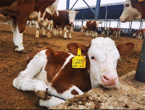 What Are the Safest Ways to Monitor Cow Ovarian Cycles?(图2)