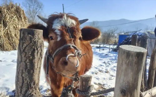 What’s the Link Between Heat Stress and Cow Fertility?(图1)