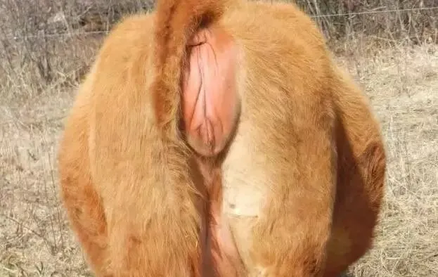 Estrous Cycle of Dairy Cows! Four Major Methods to Identify Estrus in Cows!(图1)