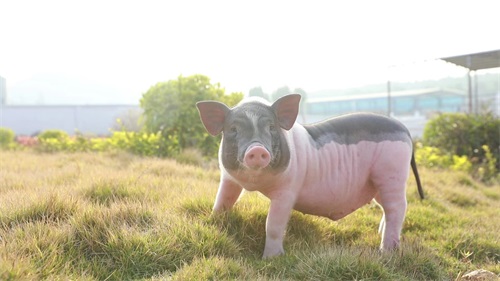 Common Causes of Sow Miscarriage — How Pig Pregnancy Scanners Help Reduce Losses(图1)