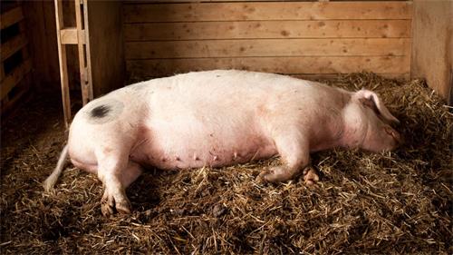 Common Causes of Sow Miscarriage — How Pig Pregnancy Scanners Help Reduce Losses(图2)