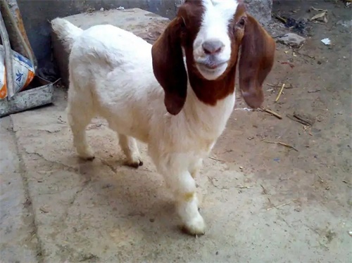 Six Steps to Improve Boer Crossbred Kid Survival(图1)